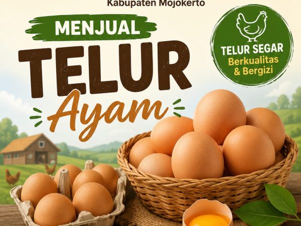 telur ayam